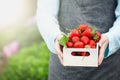 Woman Holding Fresh Organic Strawberries in a Wooden Box Royalty Free Stock Photo