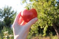 Woman holding fresh organic tomato in the hand on the natural green background. Royalty Free Stock Photo