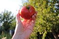 Woman holding fresh organic tomato in the hand on the natural green background. Royalty Free Stock Photo