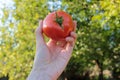 Woman holding fresh organic tomato in the hand on the natural green background. Royalty Free Stock Photo