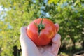 Woman holding fresh organic tomato in the hand on the natural green background. Royalty Free Stock Photo