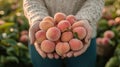Woman holding fresh peaches in orchard Royalty Free Stock Photo