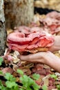 Fresh Pleurotus djamor in front of a mushroom farm, fungiculture of pink oyster mushrooms Royalty Free Stock Photo