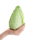 Woman holding fresh pointed cabbage on white background Royalty Free Stock Photo