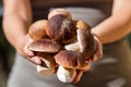 Woman holding fresh and raw Porcini, Boletus Edulis Saison