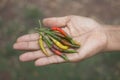 Woman holding fresh red and green chili peppers Royalty Free Stock Photo