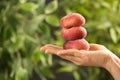 Woman holding fresh ripe donut peaches on blurred green background, closeup Royalty Free Stock Photo