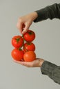 A woman holding a fresh tomatoes in hands. Farmer holding fresh organic tomatoes in hands. Concept: agriculture, tomato, nature Royalty Free Stock Photo