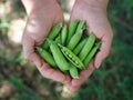 A woman holding freshly harvested green peas in her hands Royalty Free Stock Photo