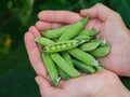 A woman holding freshly harvested green peas in her hands Royalty Free Stock Photo