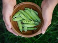 A woman holding freshly harvested green peas in her hands Royalty Free Stock Photo