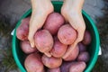 Woman holding freshly harvested organic potatoes in her hands Royalty Free Stock Photo