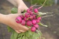 A woman holding freshly harvested radishes in her hands