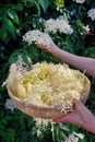 Woman Holding Freshly Picked Elderflower Cordial