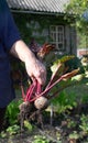 A woman is holding freshly plucked beets in the garden.