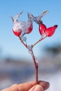 Woman holding frosty rose hip agains blue sky and blurry winter background Royalty Free Stock Photo