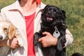 Woman holding funny, happy dog in her hands outdoors, animal ado Royalty Free Stock Photo