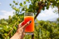 Woman holding glass of a fresh citrus orange and grapefruit juice in her hand hand Royalty Free Stock Photo