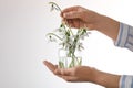 Woman holding glass jar with snowdrops on light background, closeup Royalty Free Stock Photo