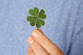 Woman holding green four leaf clover in hand, closeup Royalty Free Stock Photo
