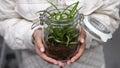 Woman holding green plant with soil a seedling in her hands. Close up of tree sprout in gentle female hands. Caring of Royalty Free Stock Photo