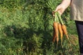 Woman holding in hand bunch of carrots Royalty Free Stock Photo
