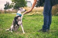 Woman holding her dog`s paw in training