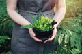 Woman holding in her hands a mortar of medicinal herbs. Herbalist woman gathering healing plants. Royalty Free Stock Photo