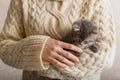 Woman holding her striped cat. Gray striped kitten play with female hand in a beige sweater. cozy home, pets, Little cute striped Royalty Free Stock Photo