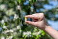 Woman holding in his hand pill among flowering trees in the garden. Seasonal Allergy. Spring time. Creative.