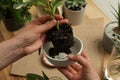 Woman holding house plant with soil and bowl above table, closeup Royalty Free Stock Photo