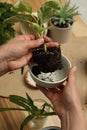 Woman holding house plant with soil and bowl above table, closeup Royalty Free Stock Photo