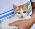 Woman holding a kitten Royalty Free Stock Photo