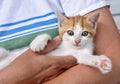 Woman holding a kitten Royalty Free Stock Photo
