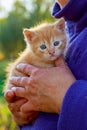 Woman holding kitten in her arms Royalty Free Stock Photo