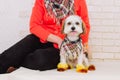 Woman holding lap dog with creative hairstyle in her hands after grooming Royalty Free Stock Photo