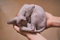 Woman holding little baby sphinx in her hand.