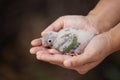 Woman holding little budgie bird on hand and take care it with gentle