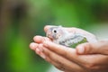 Woman holding little budgie bird on hand and take care it with gentle