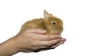 Woman is holding little domestic rabbit