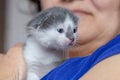 Woman holding a little kitten in her arms Royalty Free Stock Photo
