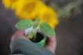 Woman holding a little plant in her hands. Earth go green & new life concept Royalty Free Stock Photo