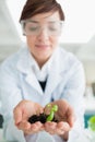 Woman holding a little plant with soil Royalty Free Stock Photo