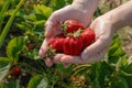 woman holding many fresh strawberries in hands on nature background. Harvesting fresh strawberries from garden Royalty Free Stock Photo