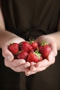 Woman holding many tasty fresh strawberries Royalty Free Stock Photo