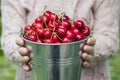 A woman is holding metal bucket with freshly picked cherries. A girl is holding a bucket with juicy ripe cherries