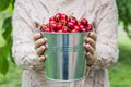 A woman is holding metal bucket with freshly picked cherries. A girl is holding a bucket with juicy ripe cherries