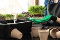 Woman holding microgreens with roots and soil in her hands near gardening tools and different sprouts. Gardening hobbies at home Royalty Free Stock Photo