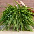 Woman holding Nephrolepis exaltata Bostoniensis Royalty Free Stock Photo