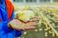 Woman holding a newborn chick on her hands in a chicken farm. A female cares about small animals. Close-up Royalty Free Stock Photo